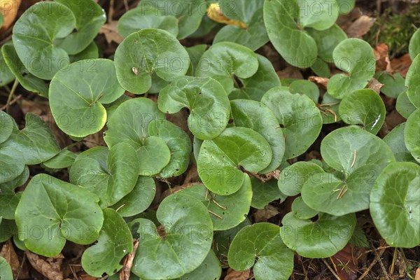 Leaves of the common asarabacca