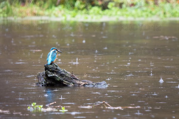 Common kingfisher