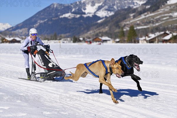 Musher with two European sled dogs