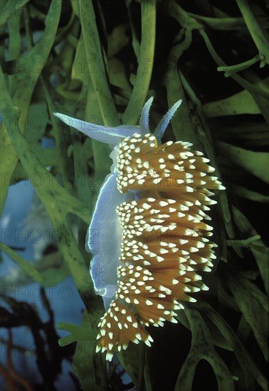 Thick-Horned Aeolid Nudibranch