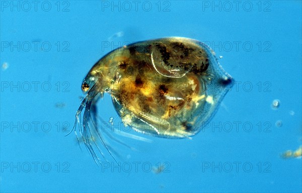 Water Flea