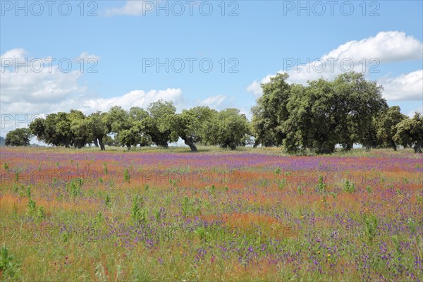 Dehasa with flower meadow near Oliva de Plasencia