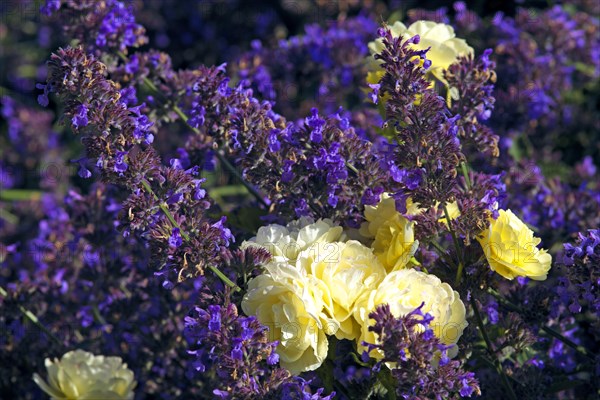 Bedding rose Golden Border in a lavender bed Verschuren 1993