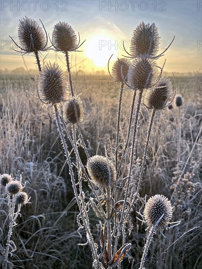 Wild teasel