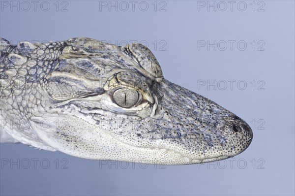 American alligator