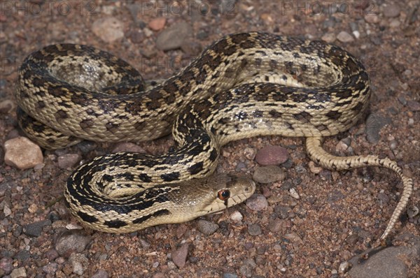 San Diego gopher snake