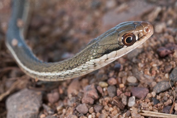 Peninsula ribbon snake