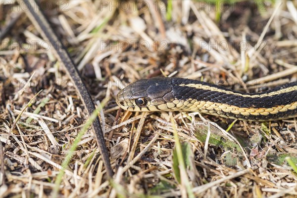 Red-sided garter snake