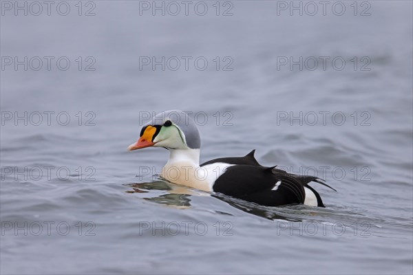 King eider