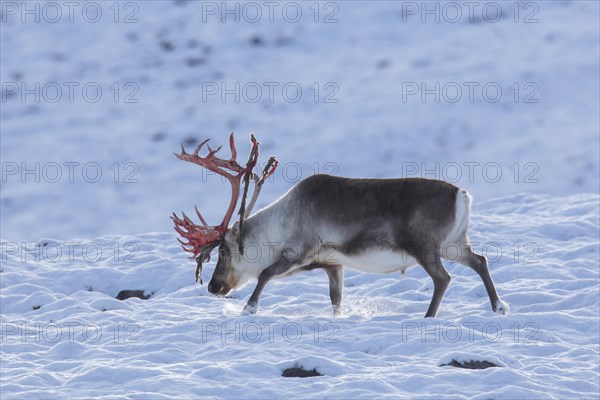 Svalbard reindeer