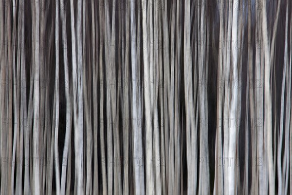 Tree trunks of Silver birch