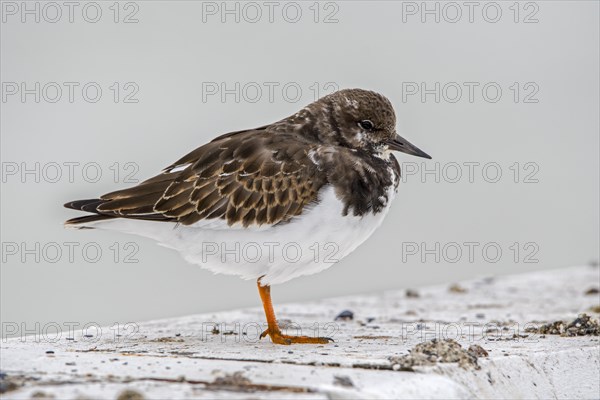 Ruddy turnstone