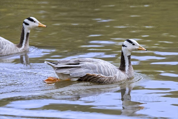 Bar-headed geese