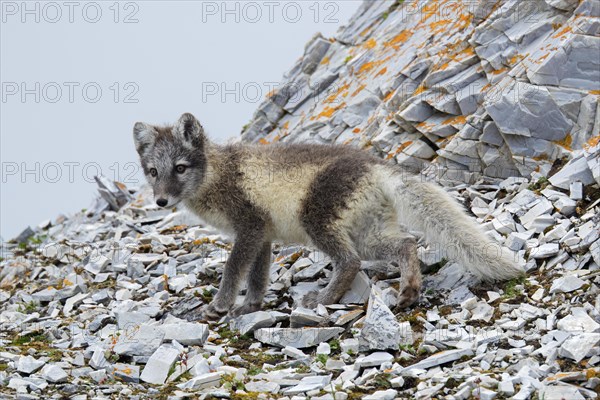 Arctic fox