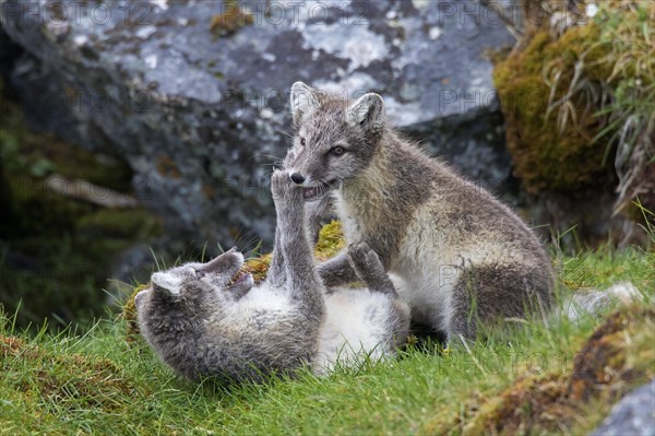 Arctic fox