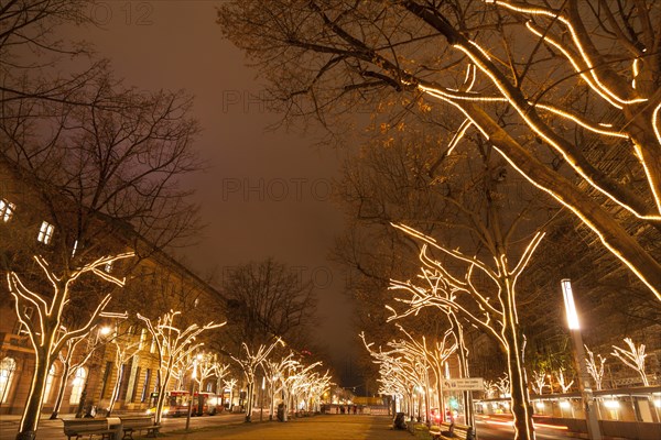 Illuminated trees