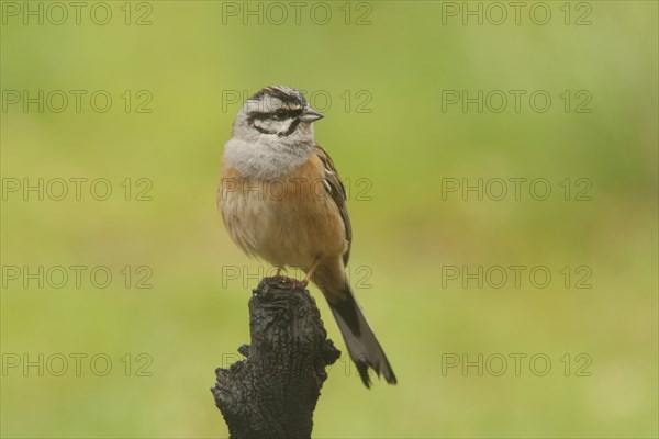 Rock Bunting