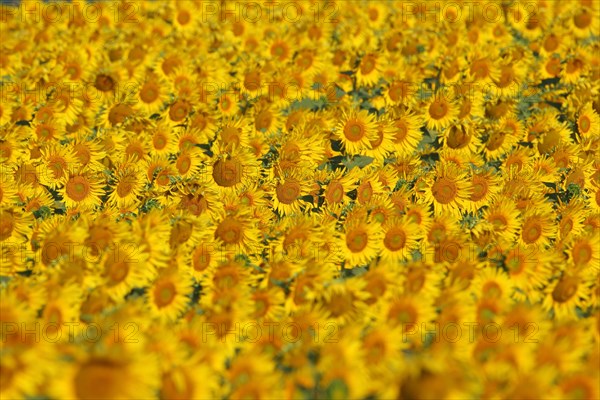 Field with sunflowers