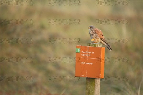 Common kestrel