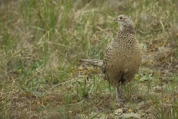 Pheasant