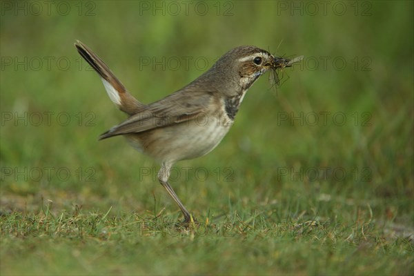 White-starred white-spotted bluethroat