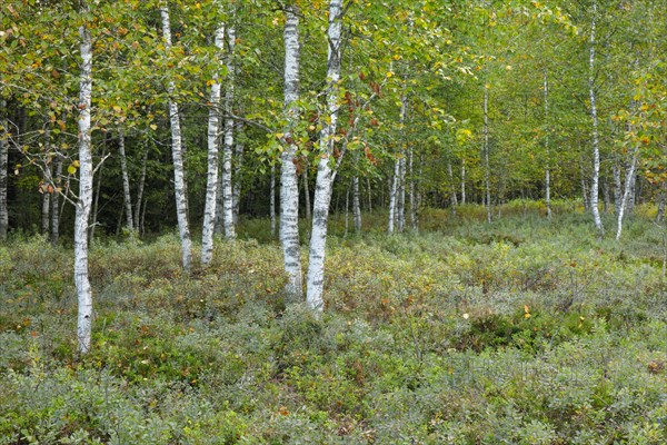 Birch forest and blueberry bushes in the high moor near Les Ponts-de-Martel