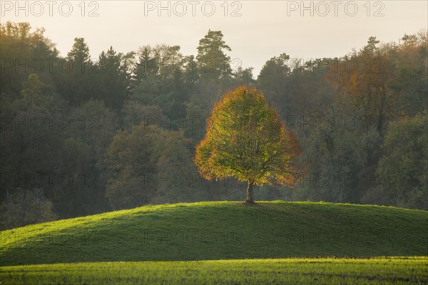 Lone lime tree standing on hilltop