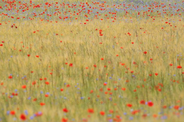 Field of grain with poppies and cornflowers