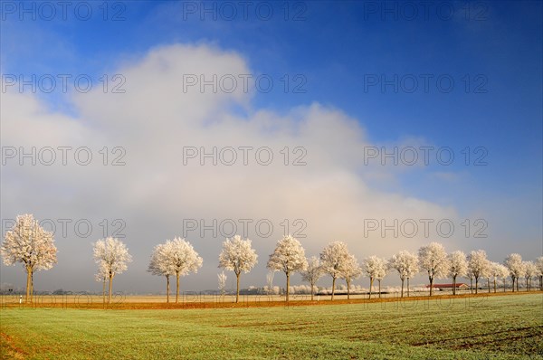 Winter maple avenue