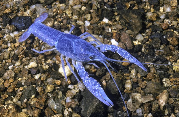 Blue Crayfish