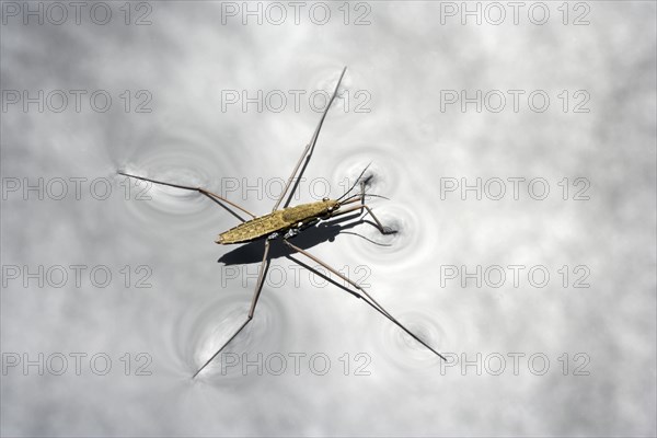 Water Strider