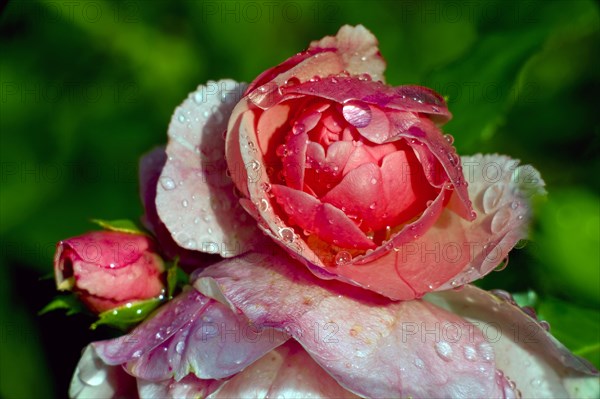 Red Rose Summer Wind After a Downpour