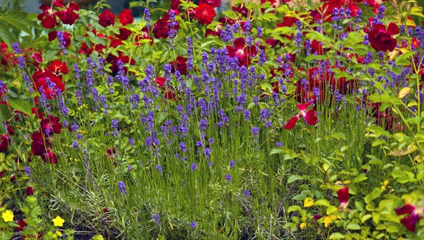 Roses in a lavender bed