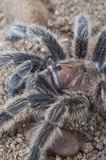 Rose-haired tarantula