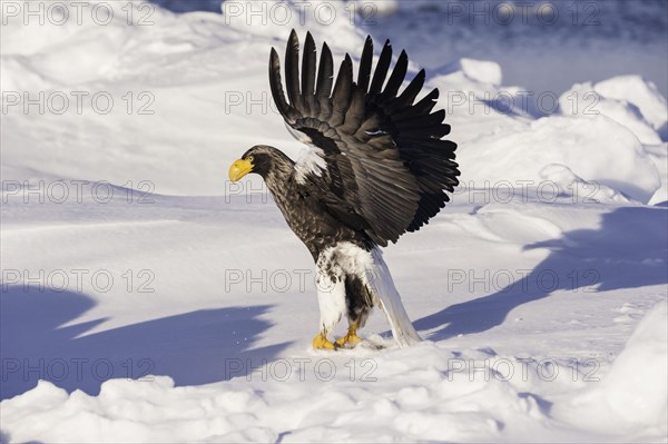 Steller Sea Eagle