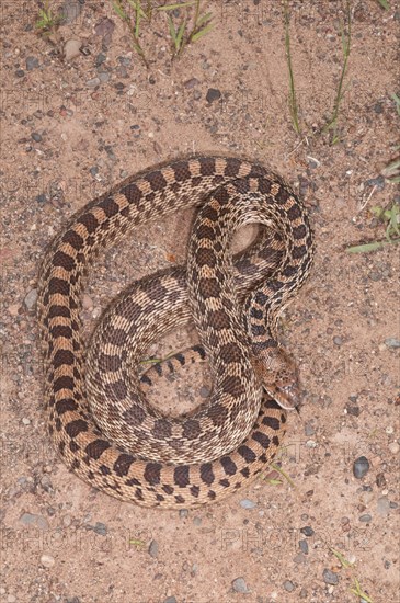 Texas bull snake