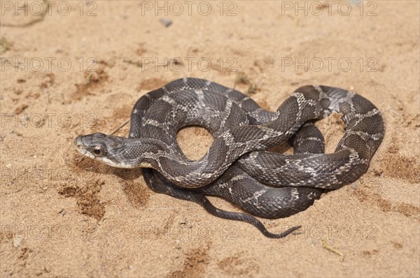 Texas rat snake