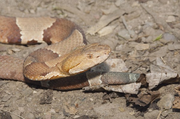 Broadbanded copperhead