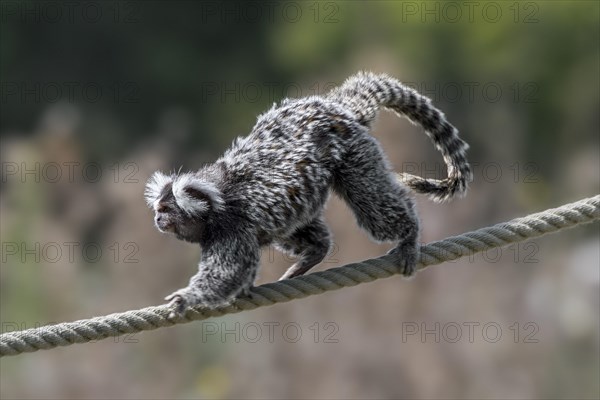 Common marmoset