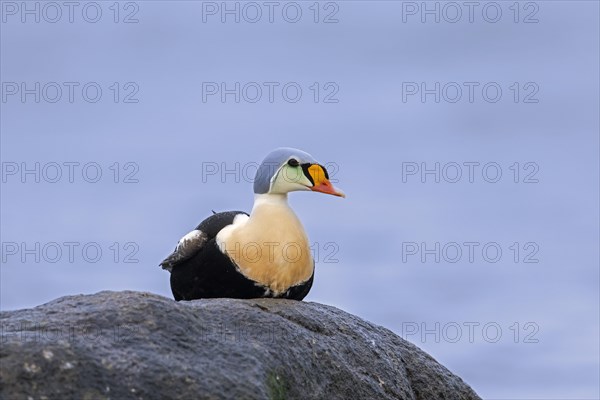 King eider