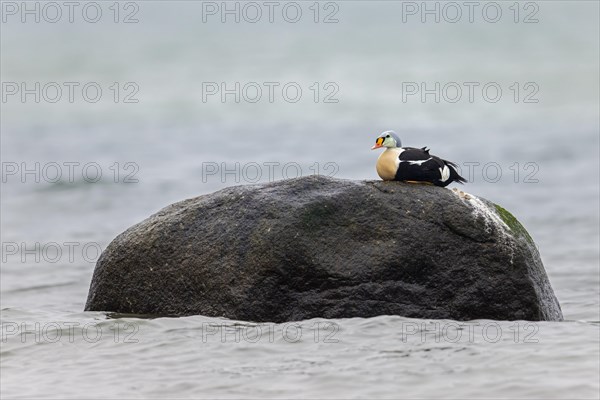 King eider