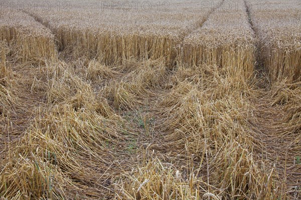 Damage in wheat field