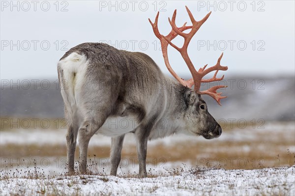 Svalbard reindeer