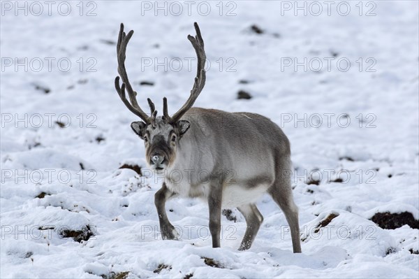 Svalbard reindeer