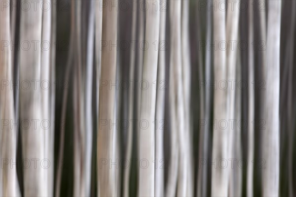 Silver birch