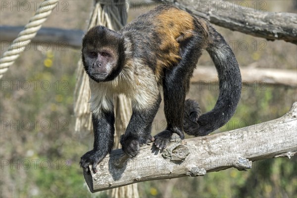 Golden-bellied capuchin