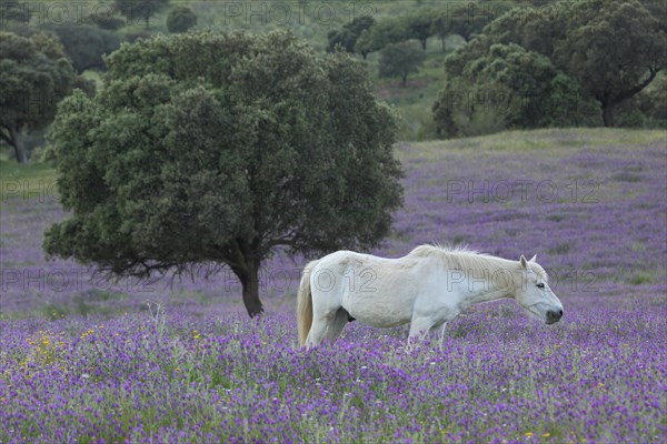 Landscape with holm oak and purple flower meadow and white horse