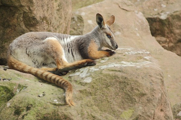 Yellow-footed rock-wallaby