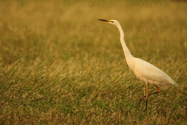 Great egret