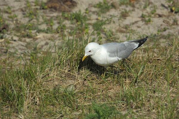 European herring gull